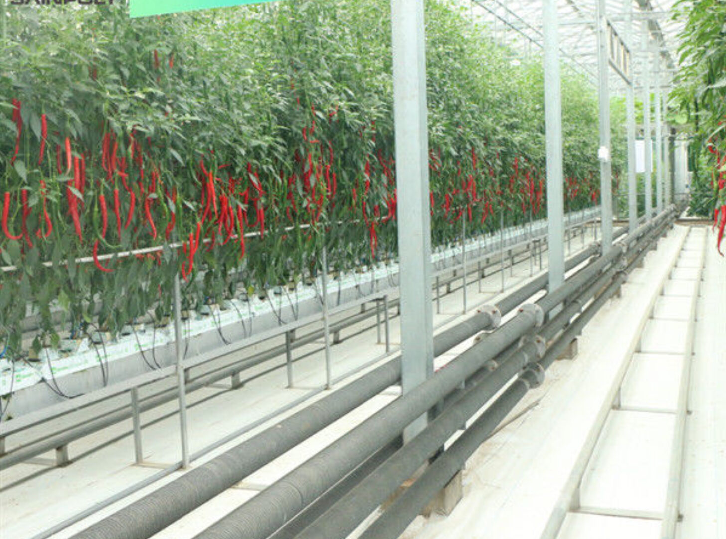 Customized Commercial Tomato Greenhouse Multi Span Greenhouse Plants Growing