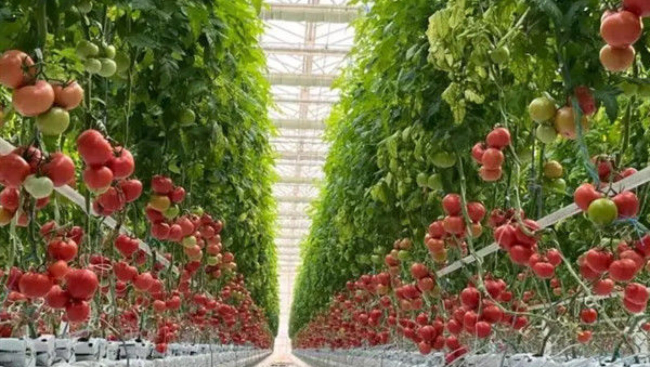 Customized Commercial Tomato Greenhouse Multi Span Greenhouse Plants Growing