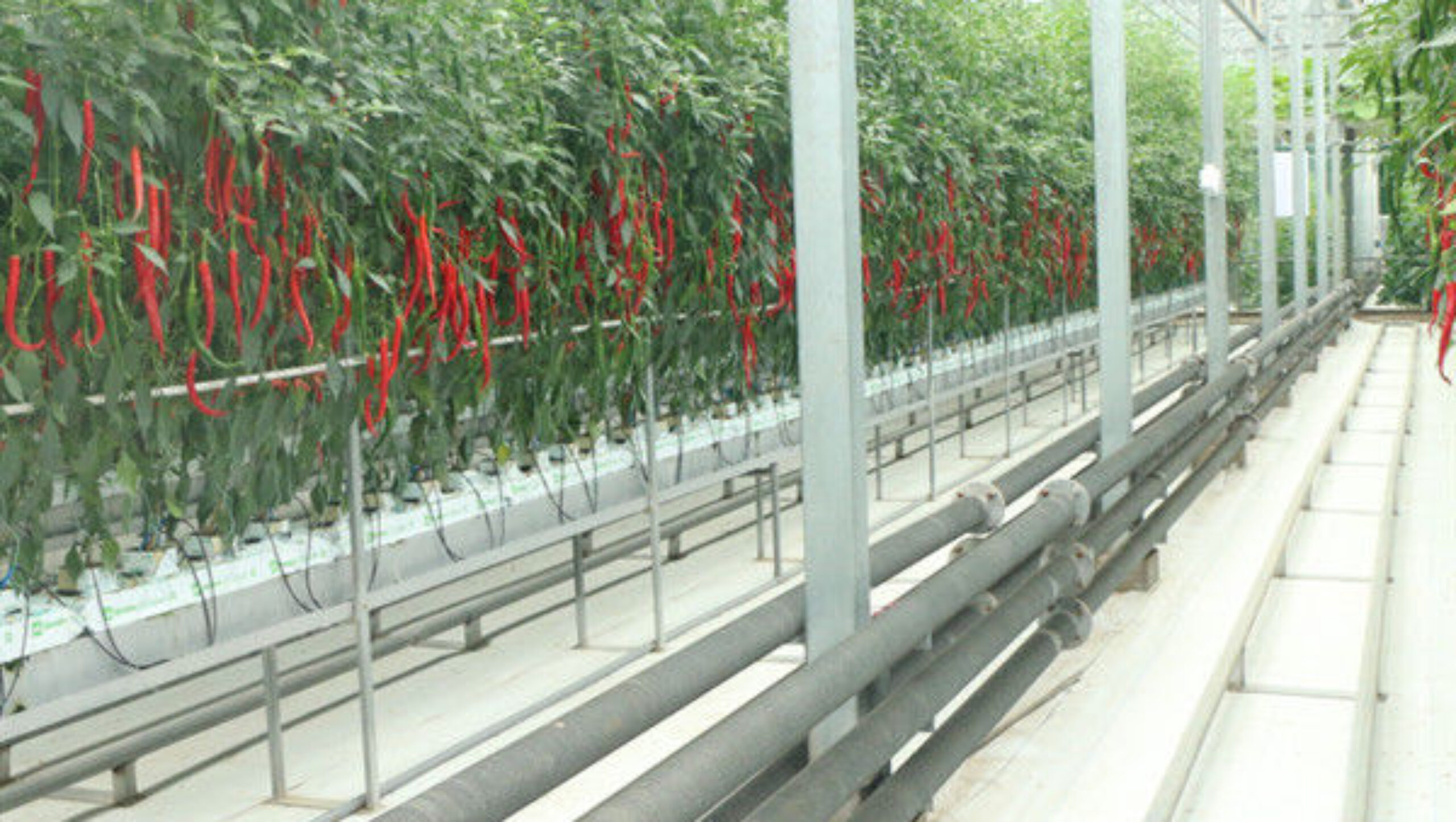 Customized Commercial Tomato Greenhouse Multi Span Greenhouse Plants Growing