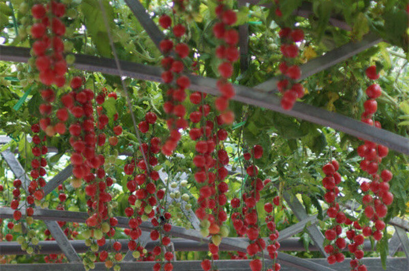 Customized Commercial Tomato Greenhouse Multi Span Greenhouse Plants Growing