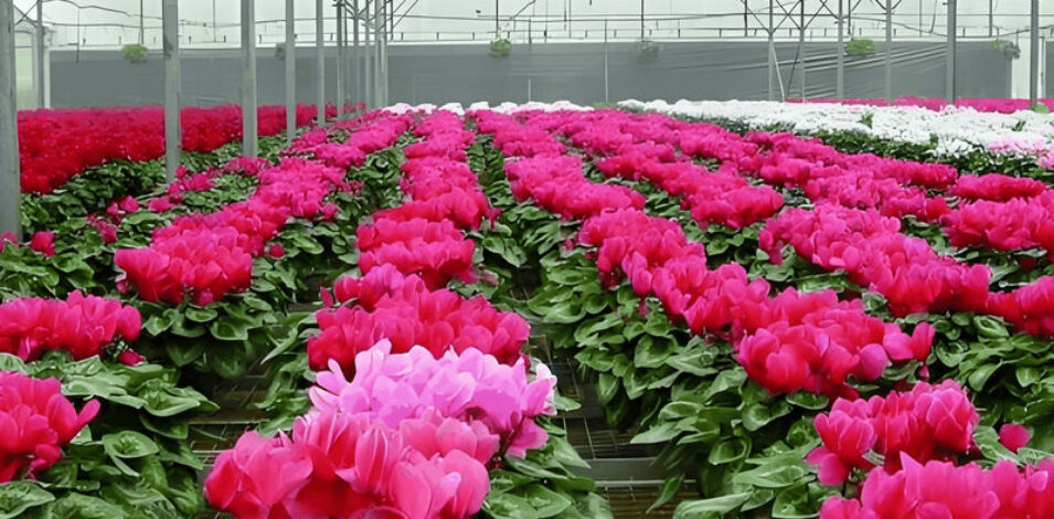 Customized Flower Green House Easy Assembly Plant Greenhouses
