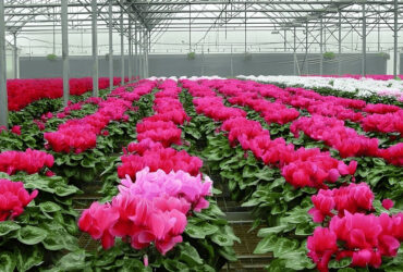 Customized Flower Green House Easy Assembly Plant Greenhouses