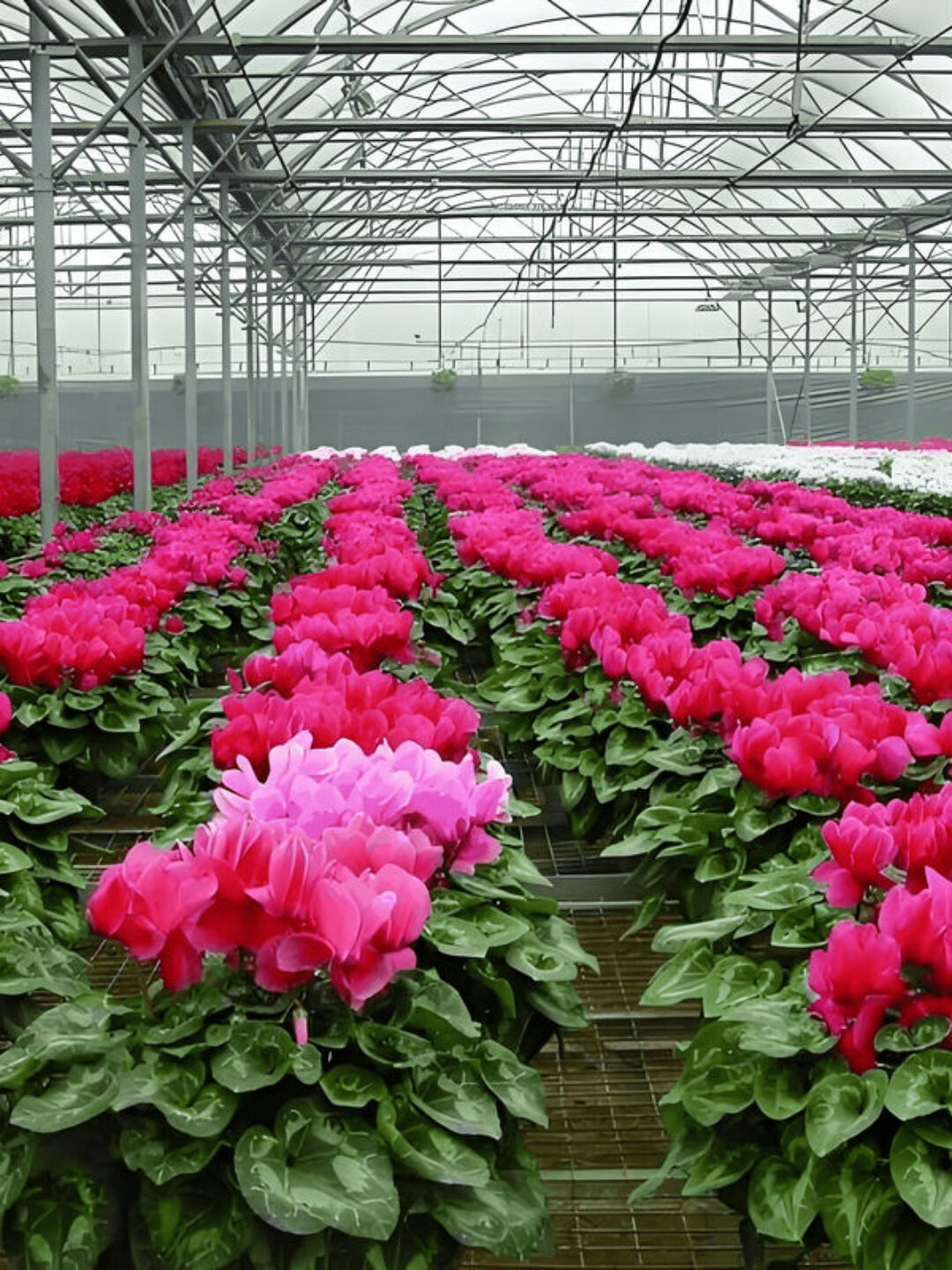 Customized Flower Green House Easy Assembly Plant Greenhouses