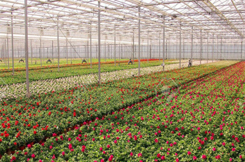 Customized Flower Green House Easy Assembly Plant Greenhouses