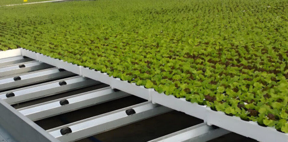 Lettuce Greenhouse structure and growing equipment options