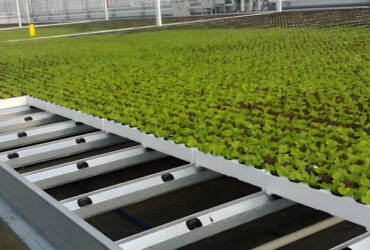Customized Size Lettuce Green House Easy Installation With Sliding / Swing Door
