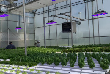 Customized Size Lettuce Green House Easy Installation With Sliding / Swing Door
