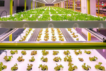 Customized Size Lettuce Green House Easy Installation With Sliding / Swing Door