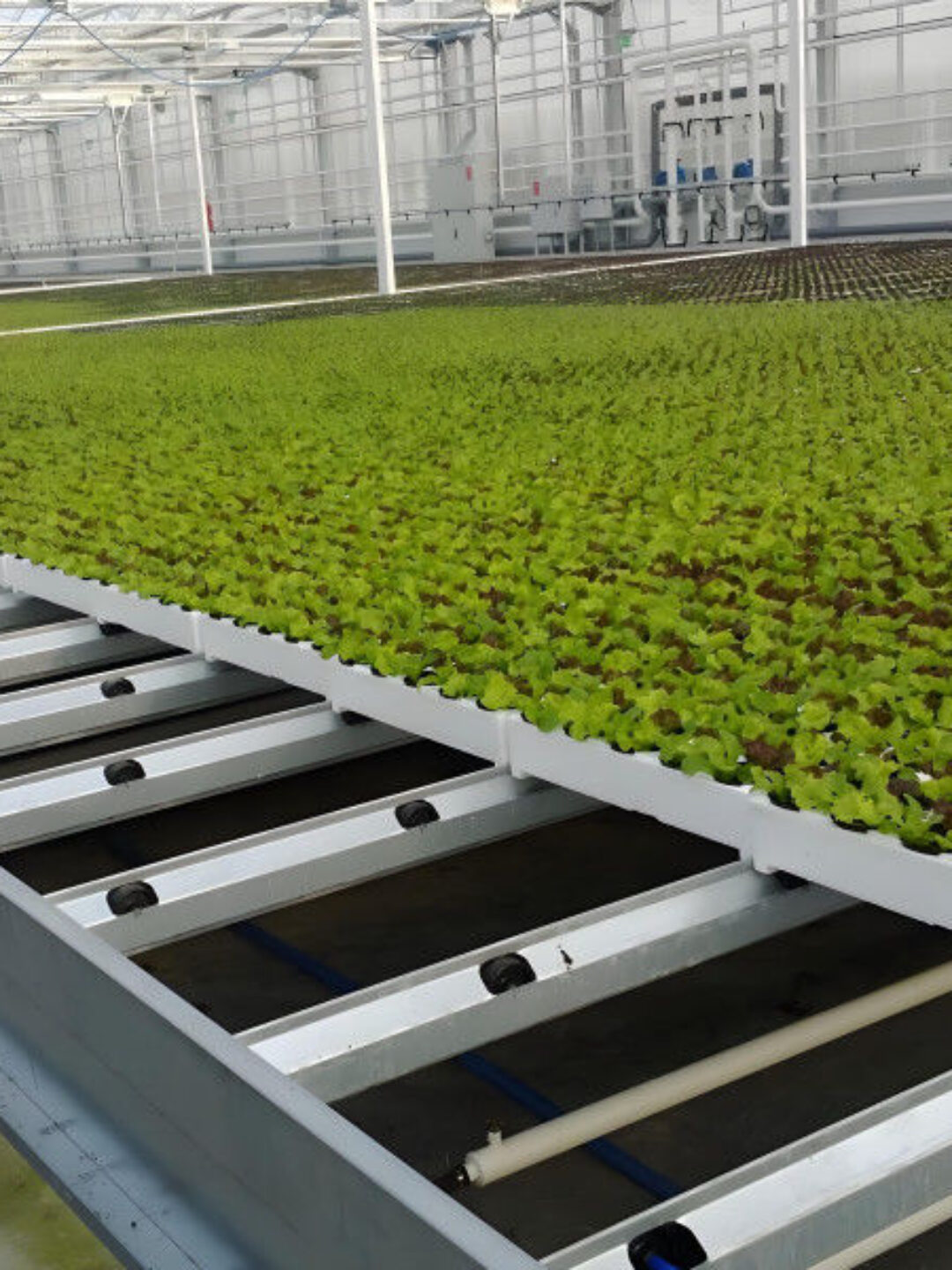 Customized Size Lettuce Green House Easy Installation With Sliding / Swing Door