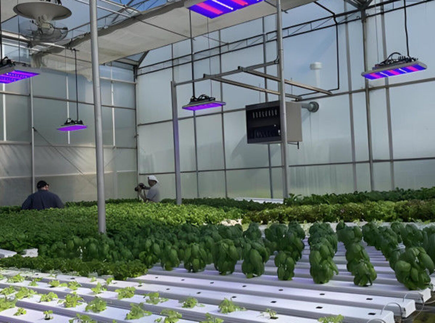 Customized Size Lettuce Green House Easy Installation With Sliding / Swing Door