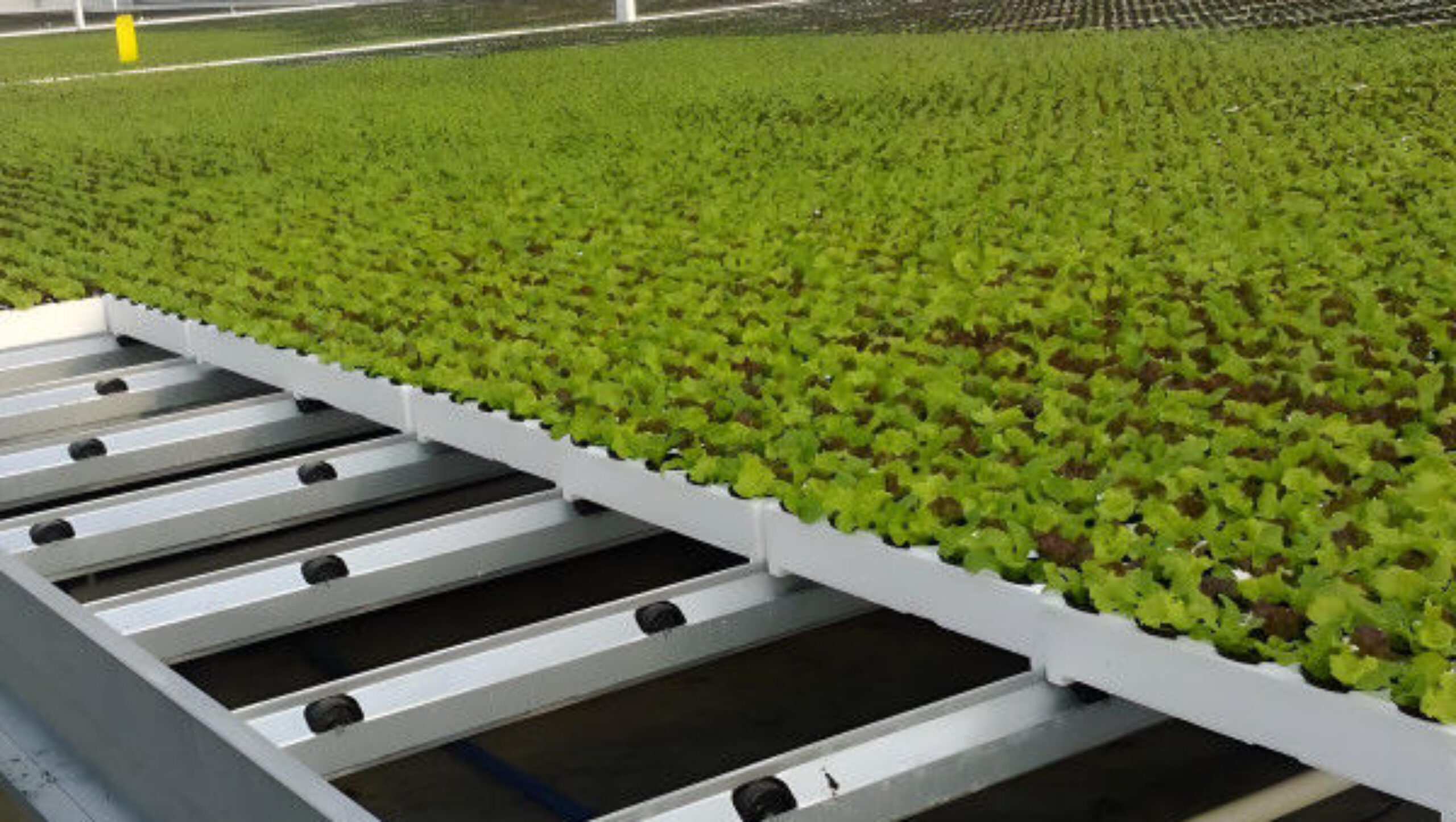 Customized Size Lettuce Green House Easy Installation With Sliding / Swing Door