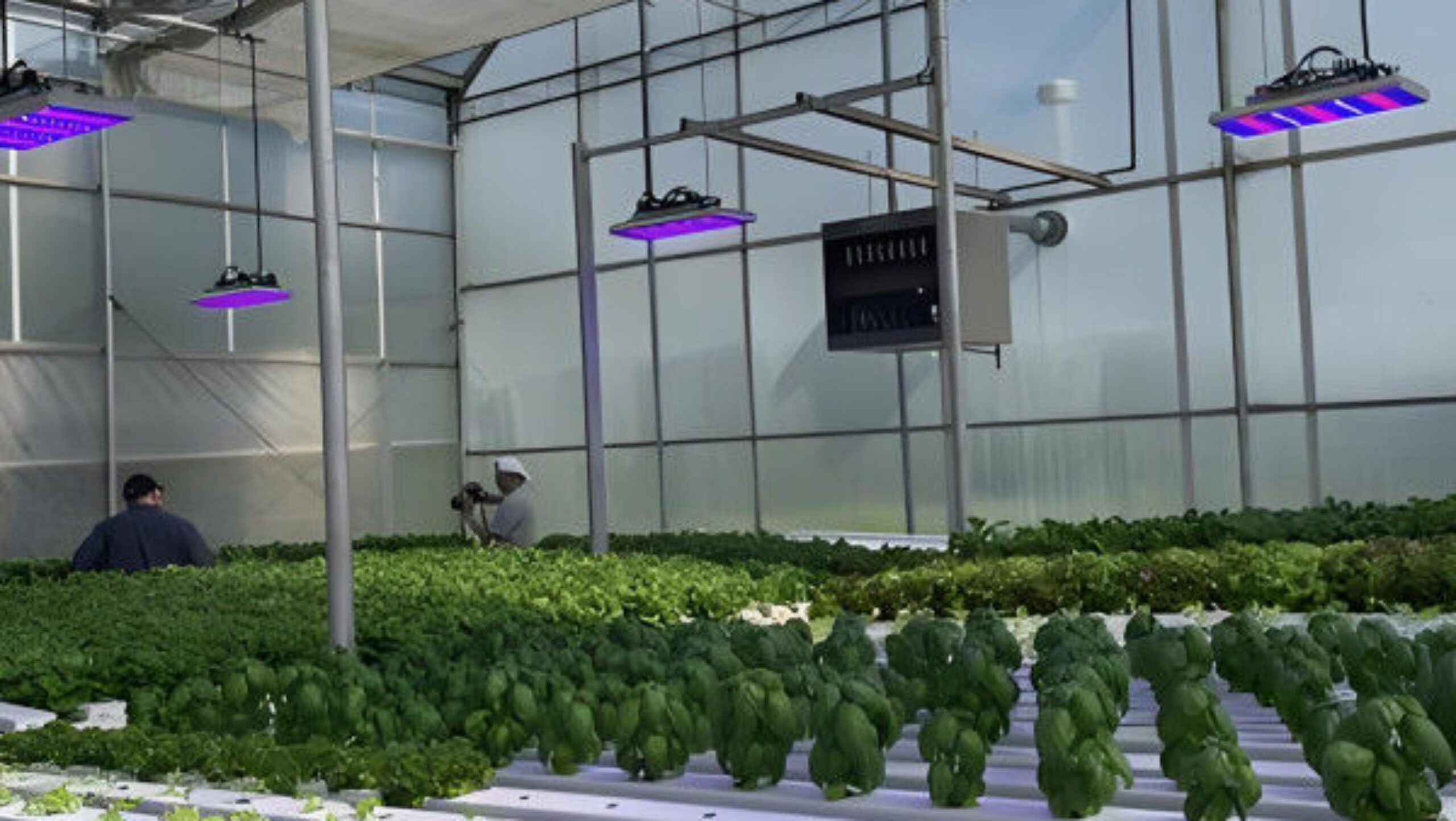 Customized Size Lettuce Green House Easy Installation With Sliding / Swing Door