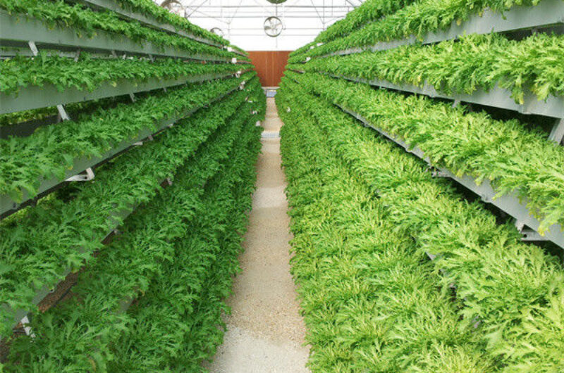 Customized Size Lettuce Green House Easy Installation With Sliding / Swing Door