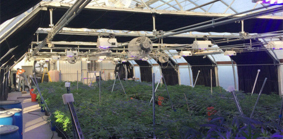 Customized Size Light Deprivation Blackout Greenhouse Include Irrigation System