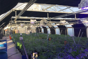 Customized Size Light Deprivation Blackout Greenhouse Include Irrigation System