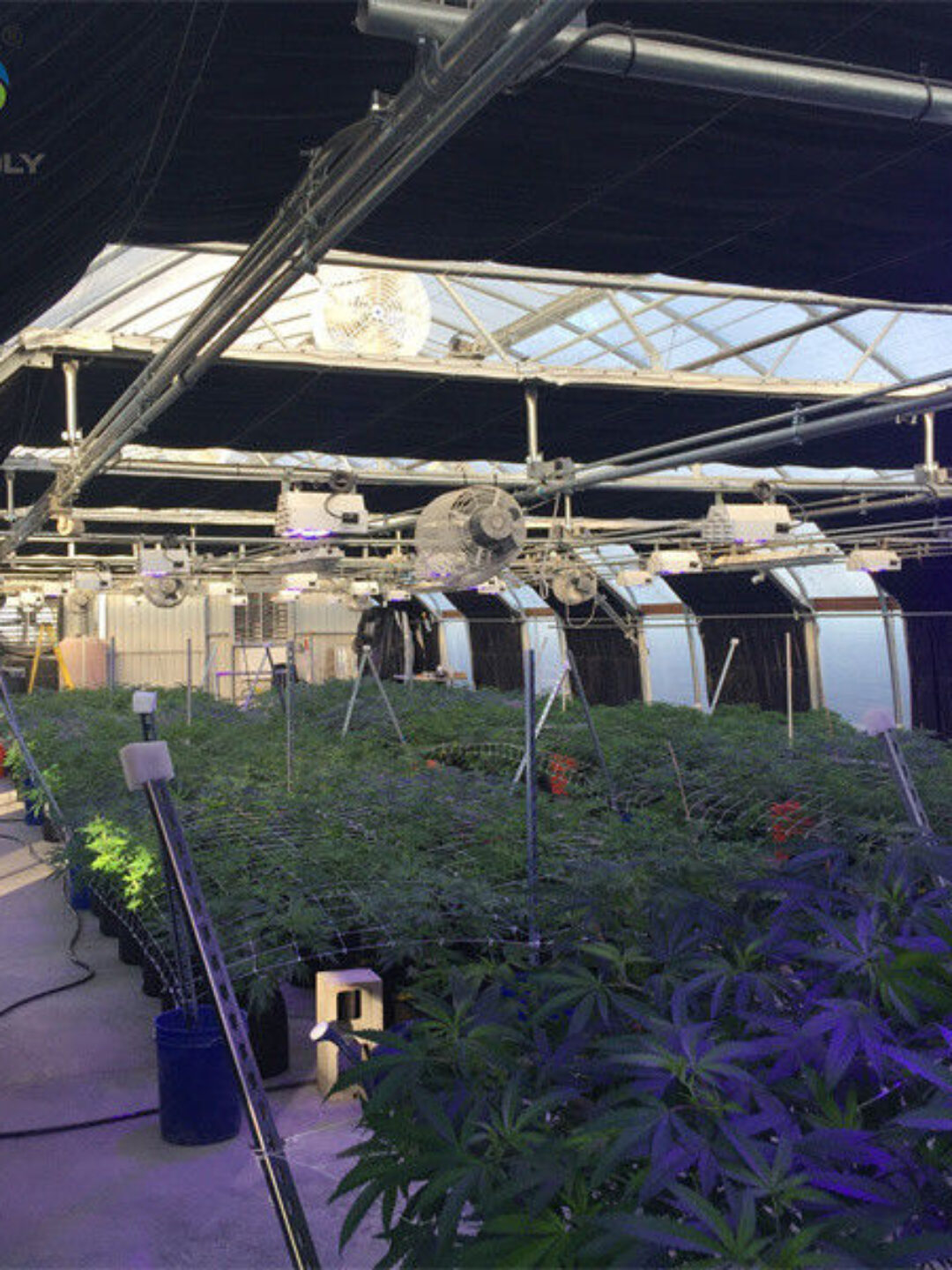 Customized Size Light Deprivation Blackout Greenhouse Include Irrigation System
