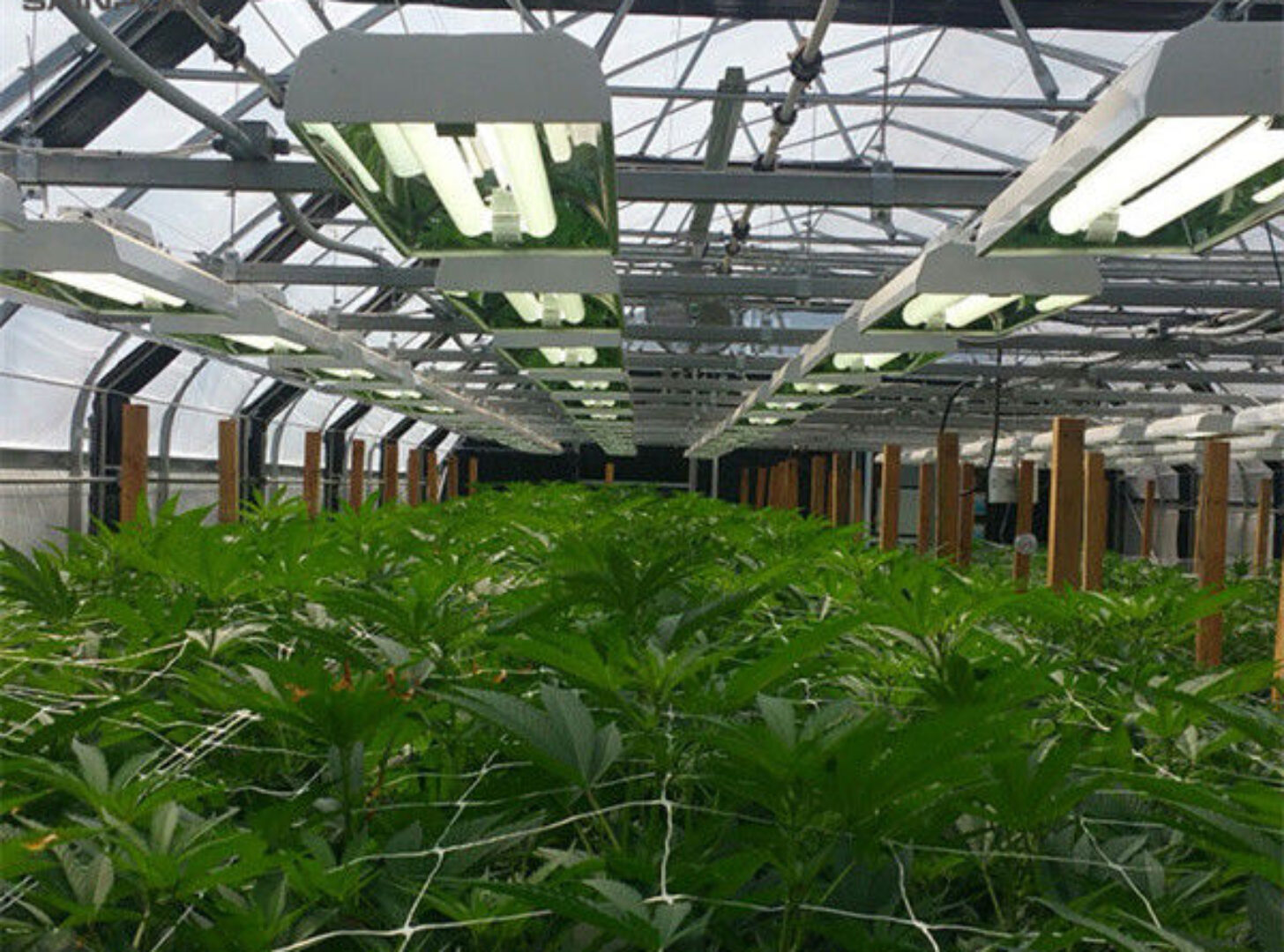 Customized Size Light Deprivation Blackout Greenhouse Include Irrigation System
