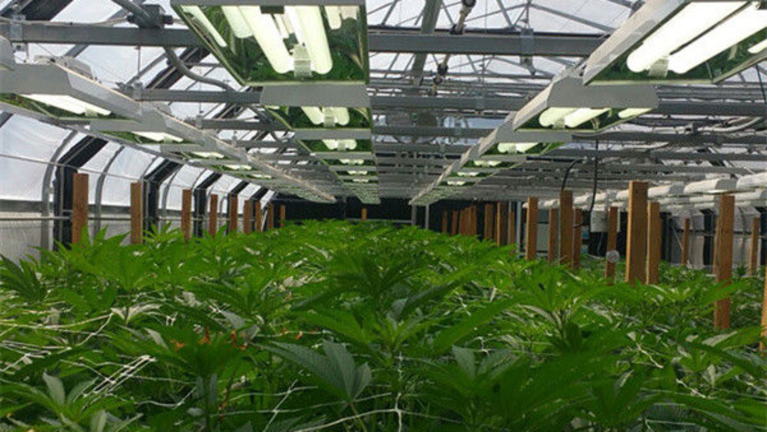Customized Size Light Deprivation Blackout Greenhouse Include Irrigation System