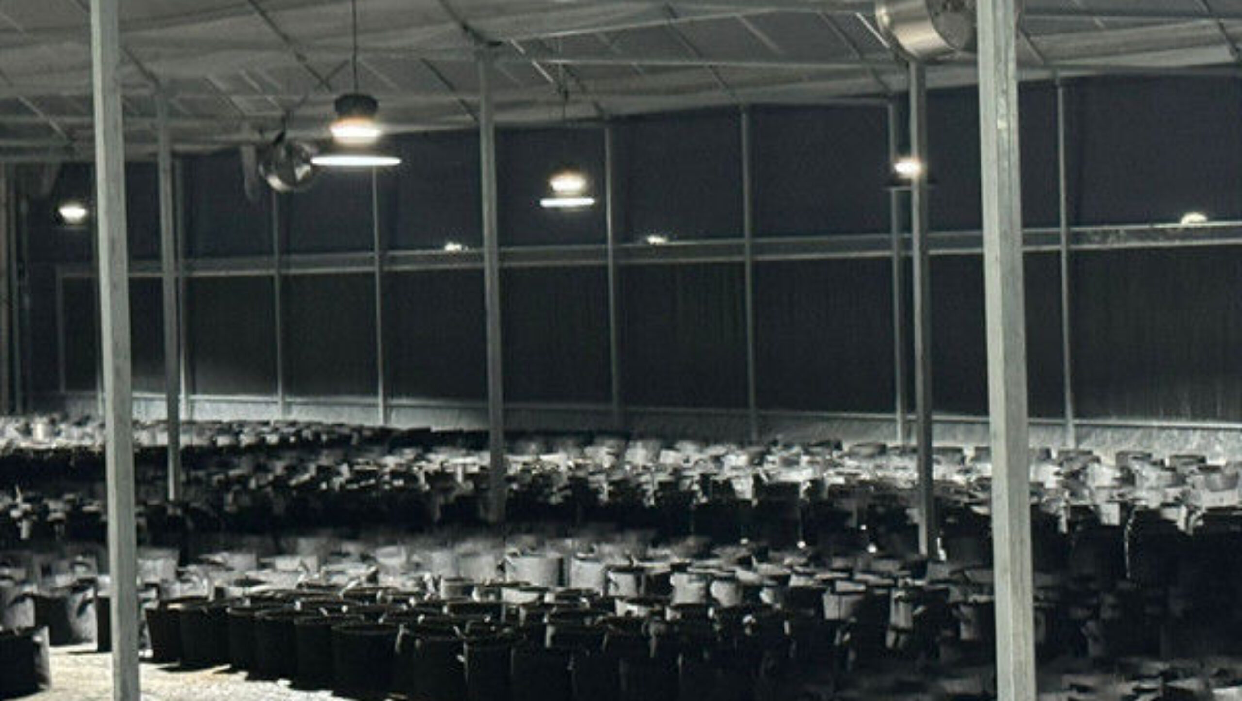 Customized Standard Blackout System Greenhouses 4.5-7.5m Height