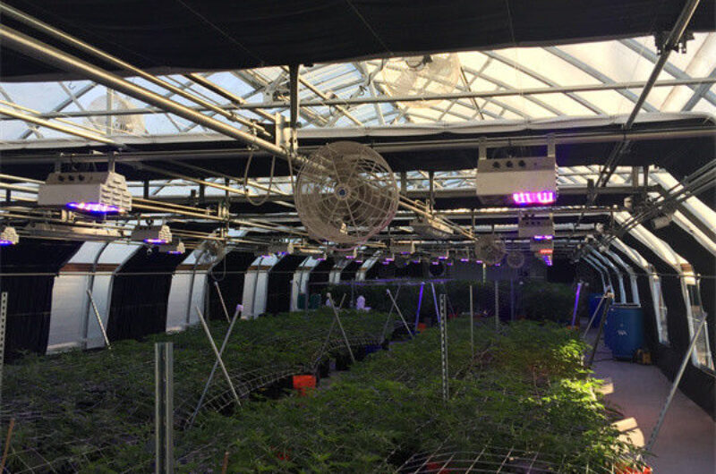 Customized Standard Blackout System Greenhouses 4.5-7.5m Height