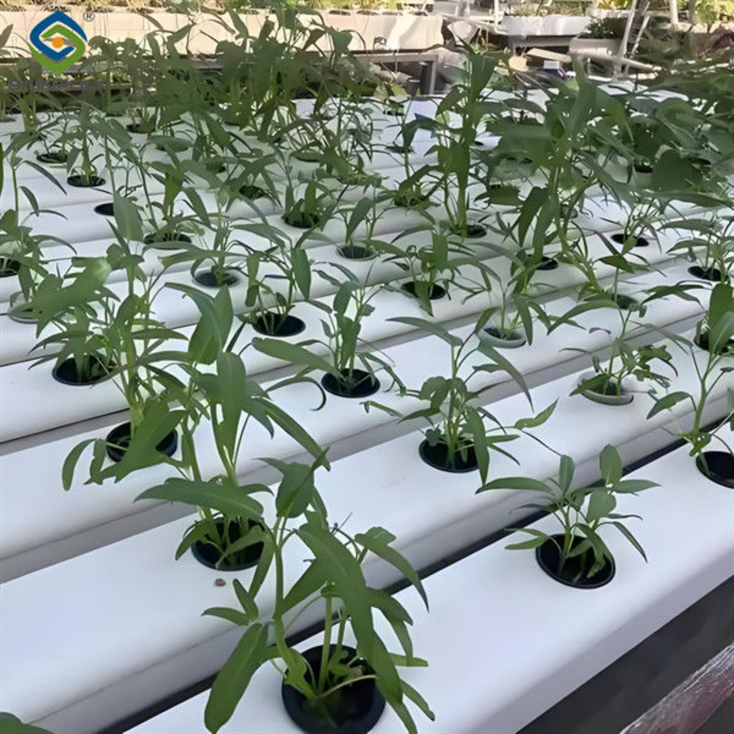 Double Film Indoor Outdoor Hydroponic Greenhouse Tomato Production