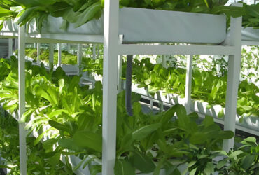 Double Film Indoor Outdoor Hydroponic Greenhouse Tomato Production