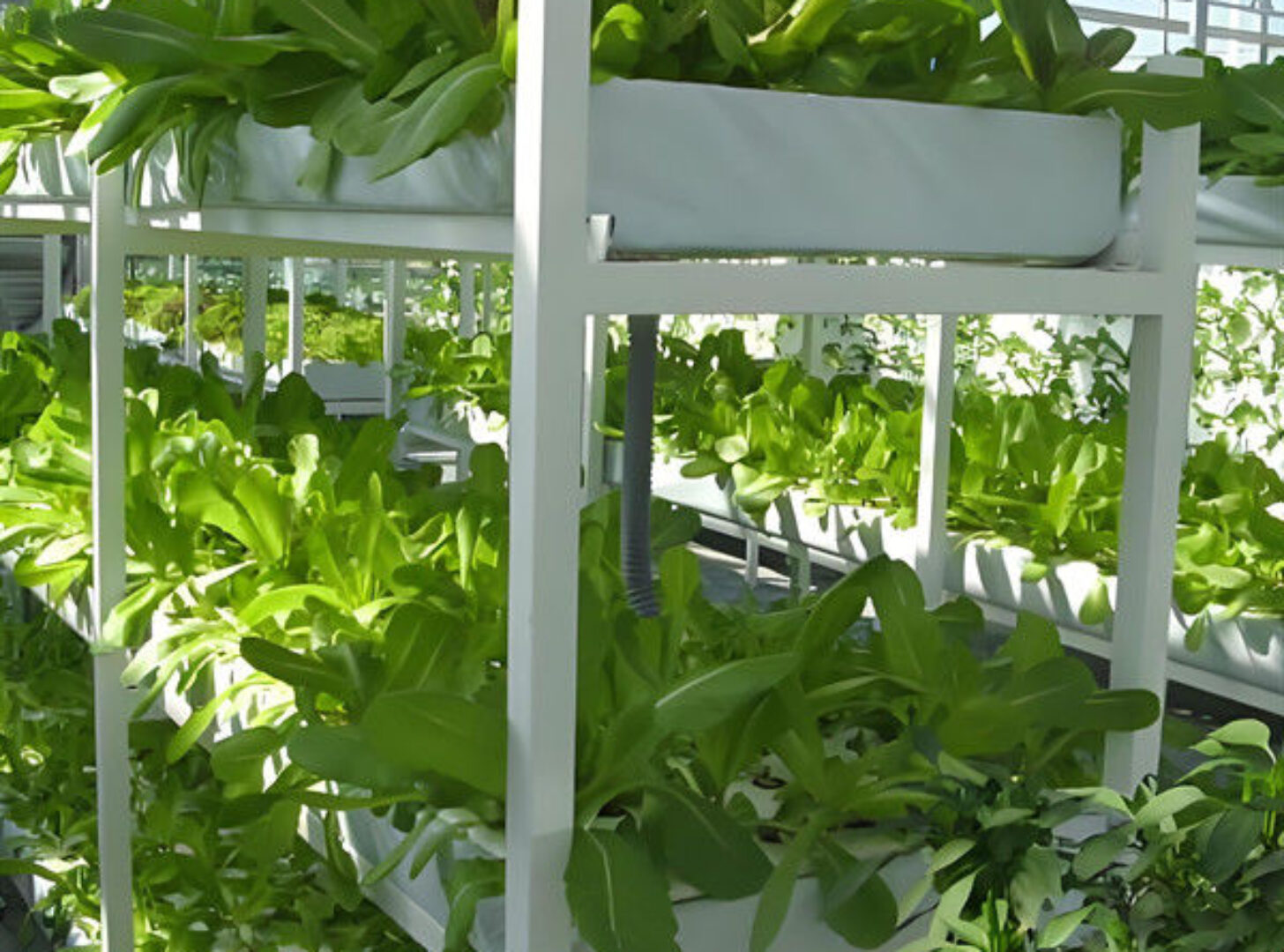 Double Film Indoor Outdoor Hydroponic Greenhouse Tomato Production