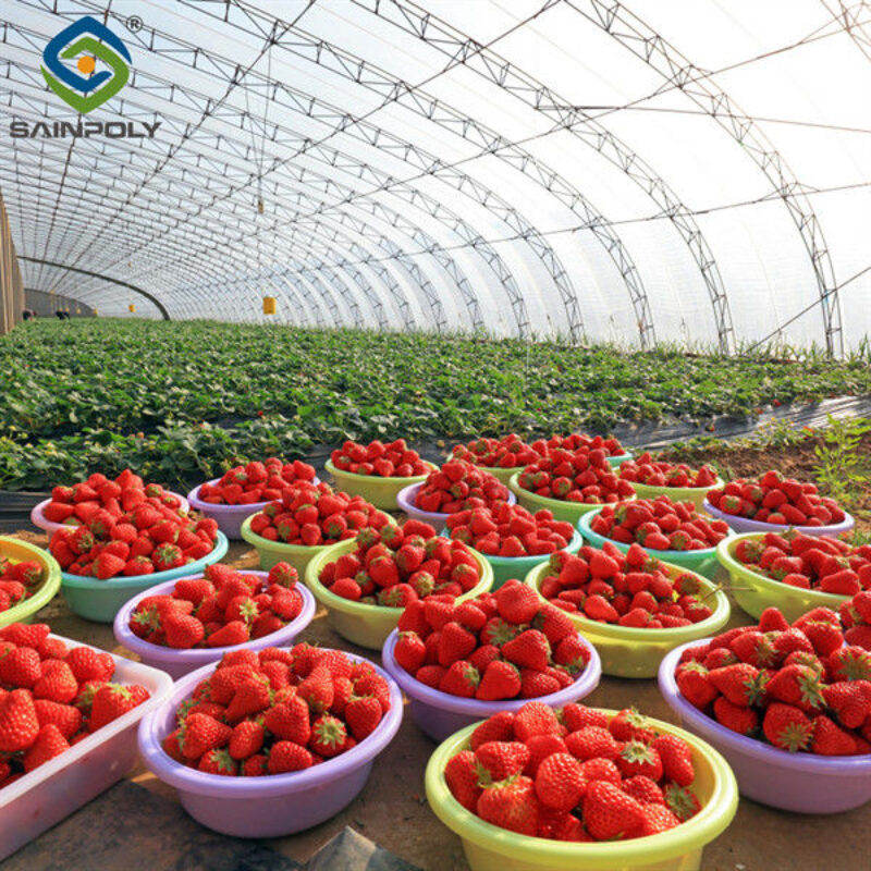 Easily Assembled Fruit Growing Greenhouse Strawberry Production