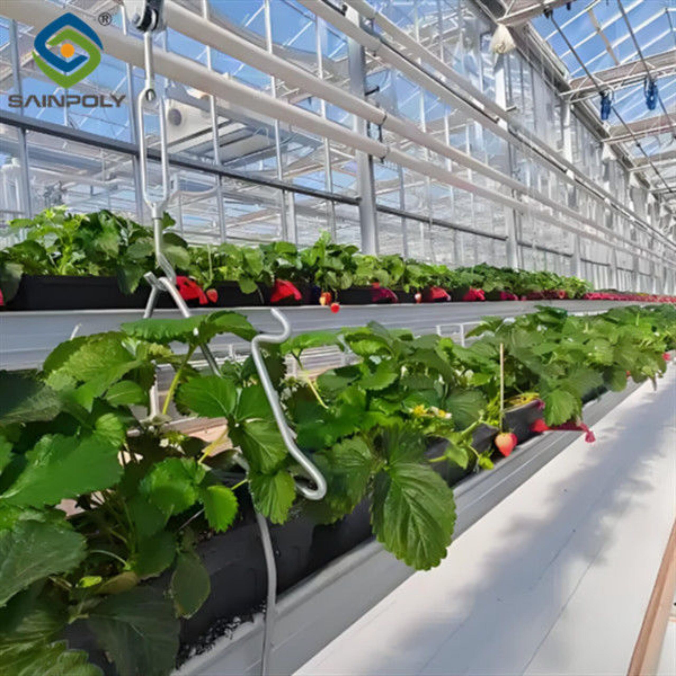 Easily Assembled Fruit Growing Greenhouse Strawberry Production