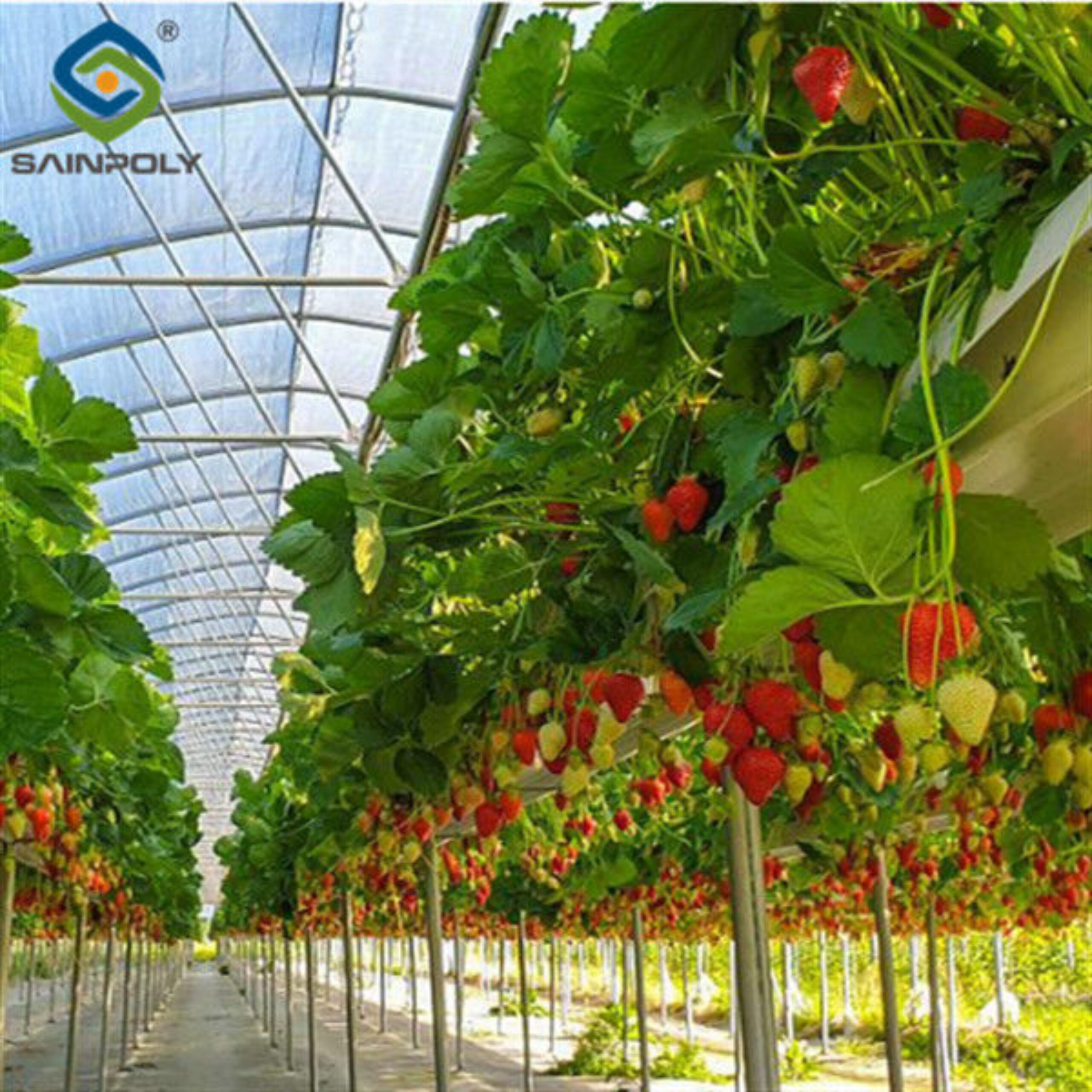 Easily Assembled Fruit Growing Greenhouse Strawberry Production