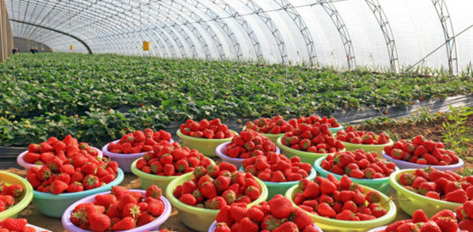Easily Assembled Fruit Growing Greenhouse Strawberry Production