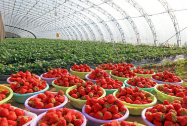 Easily Assembled Fruit Growing Greenhouse Strawberry Production