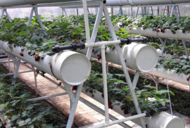 Easily Assembled Fruit Growing Greenhouse Strawberry Production