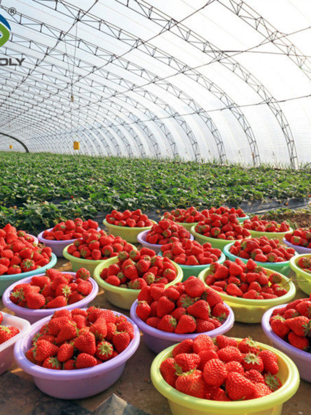 Easily Assembled Fruit Growing Greenhouse Strawberry Production