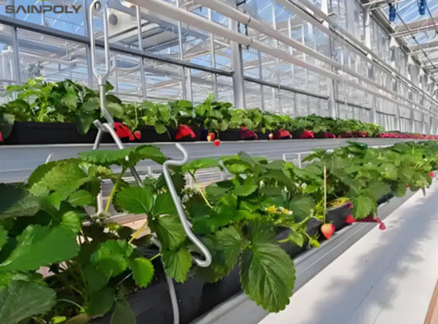 Easily Assembled Fruit Growing Greenhouse Strawberry Production