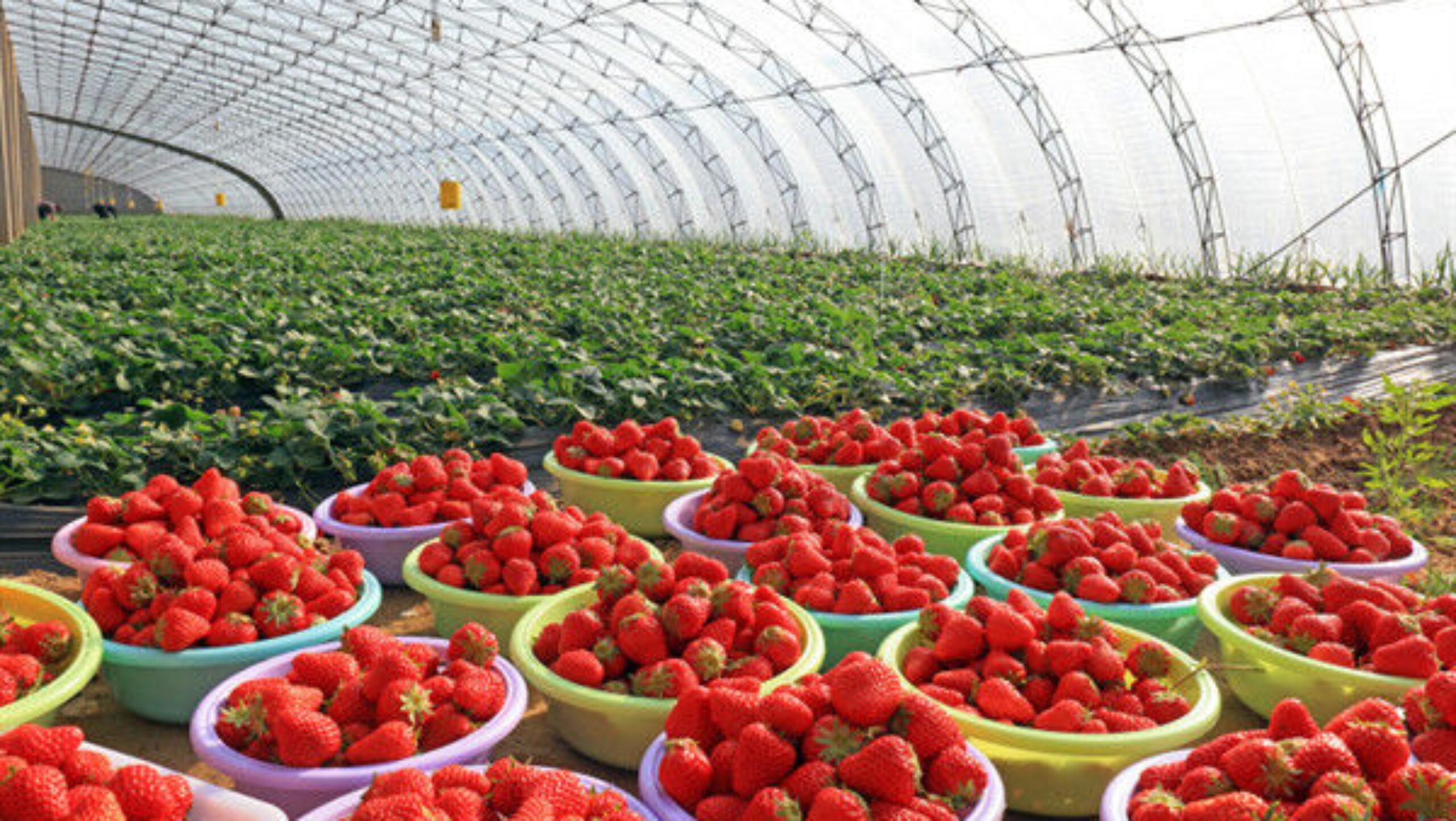 Easily Assembled Fruit Growing Greenhouse Strawberry Production