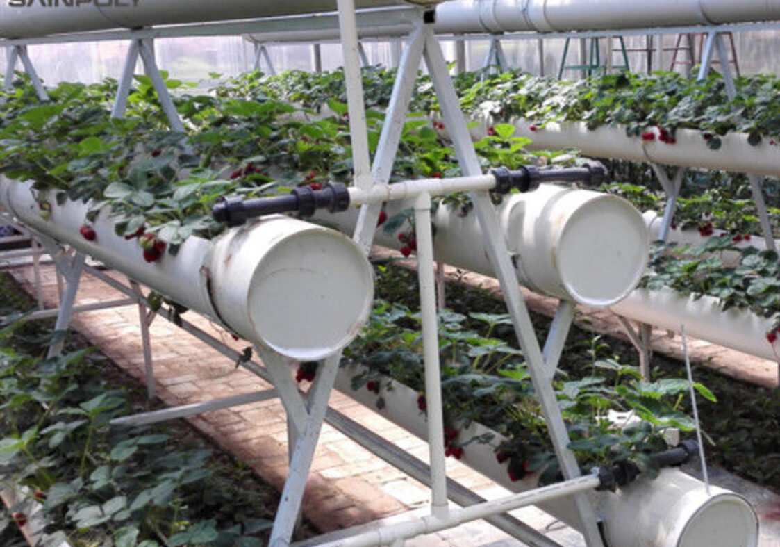 Easily Assembled Fruit Growing Greenhouse Strawberry Production