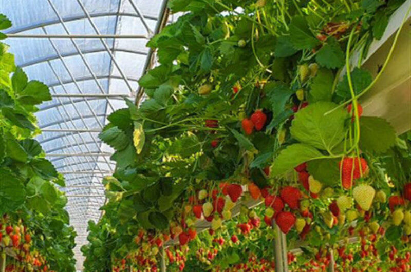 Easily Assembled Fruit Growing Greenhouse Strawberry Production