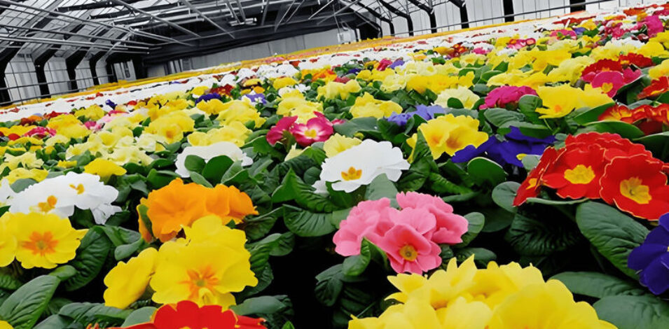 Easy Assembly Glass Type Flower Greenhouses With Hydroponic Growing System