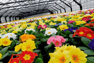 Easy Assembly Glass Type Flower Greenhouses With Hydroponic Growing System