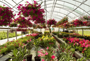 Easy Assembly Glass Type Flower Greenhouses With Hydroponic Growing System