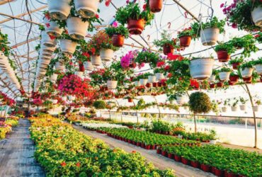 Easy Assembly Glass Type Flower Greenhouses With Hydroponic Growing System