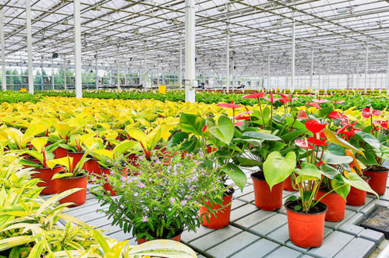 Easy Assembly Glass Type Flower Greenhouses With Hydroponic Growing System
