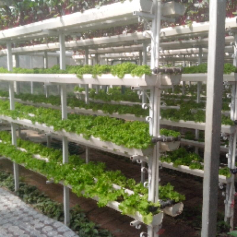 Easy Growing Hydroponics Greenhouse Lettuce Vegetable Greenhouse