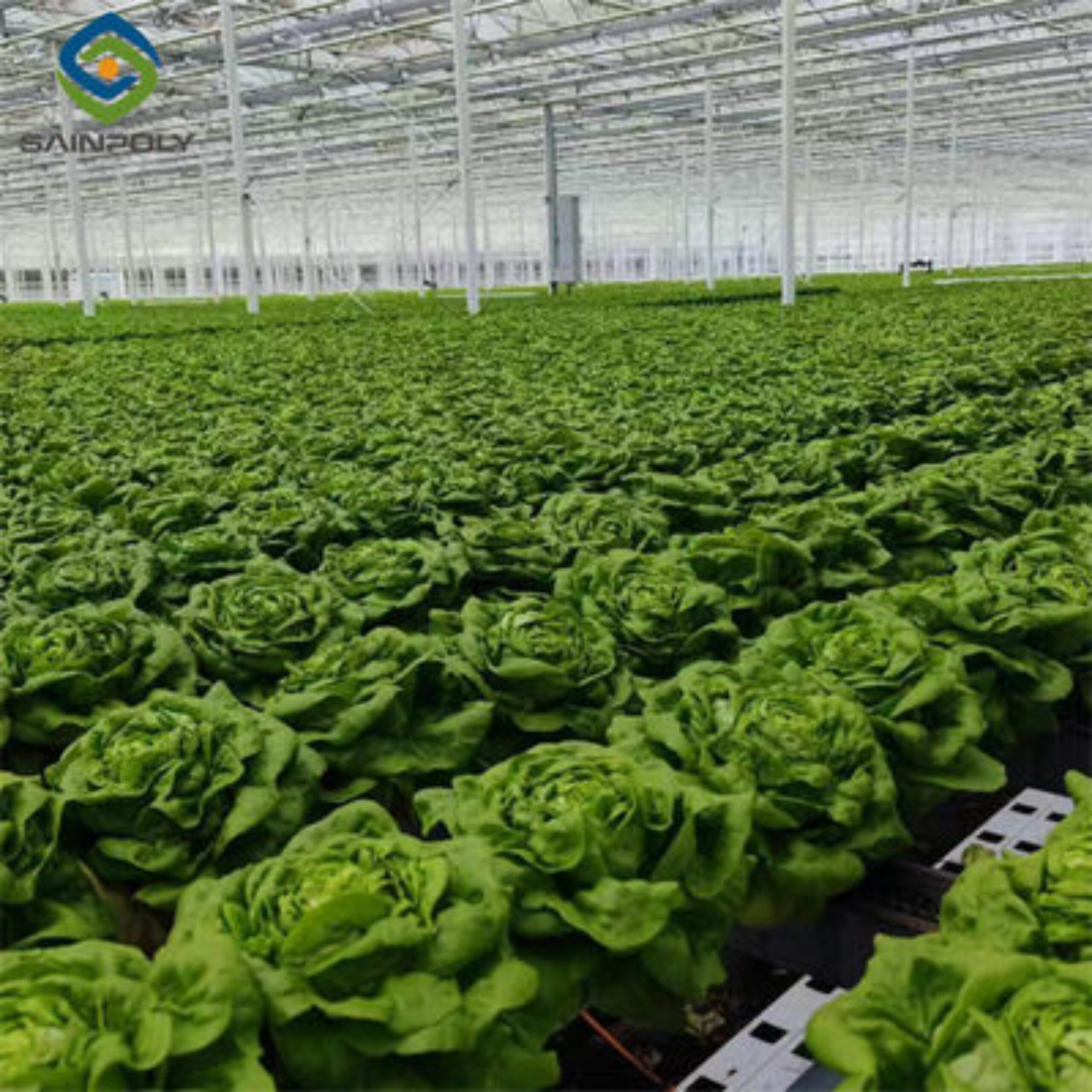 Easy Growing Hydroponics Greenhouse Lettuce Vegetable Greenhouse