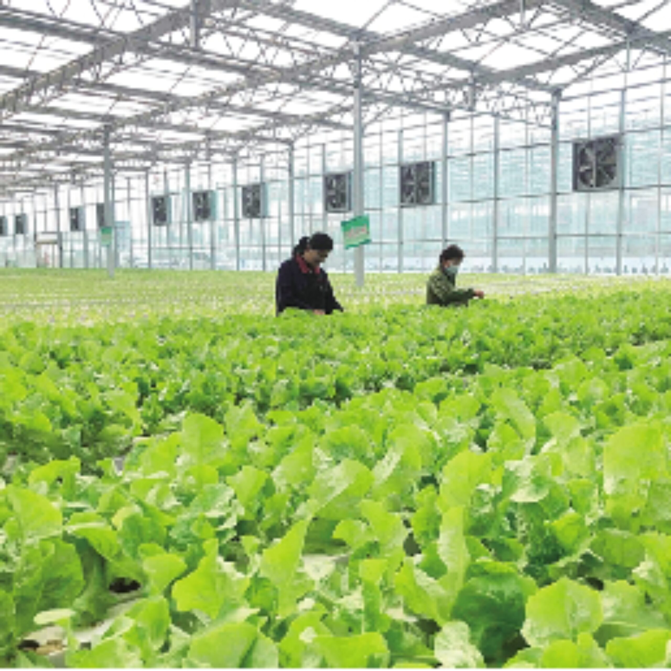 Easy Growing Hydroponics Greenhouse Lettuce Vegetable Greenhouse