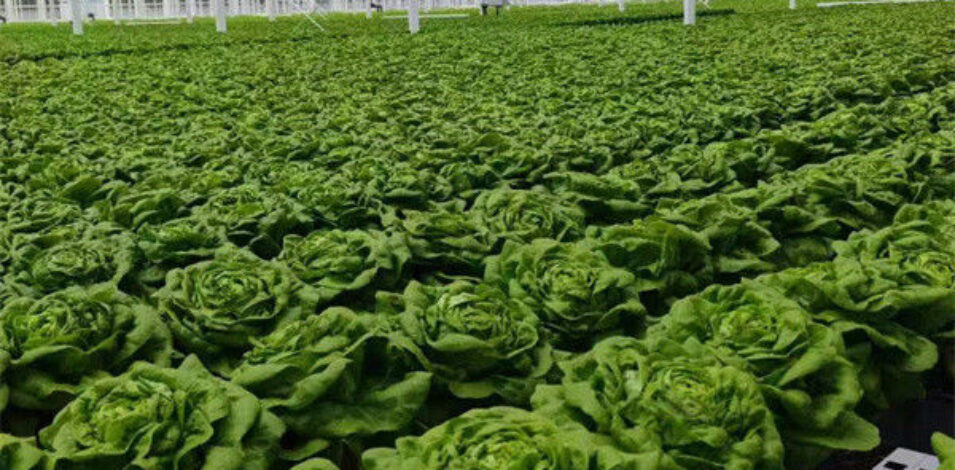 Easy Growing Hydroponics Greenhouse Lettuce Vegetable Greenhouse