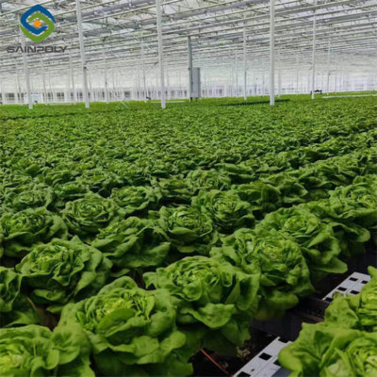 Easy Growing Hydroponics Greenhouse Lettuce Vegetable Greenhouse