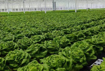 Easy Growing Hydroponics Greenhouse Lettuce Vegetable Greenhouse