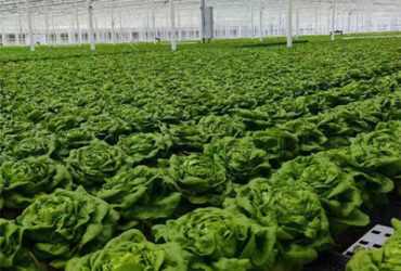 Easy Growing Hydroponics Greenhouse Lettuce Vegetable Greenhouse